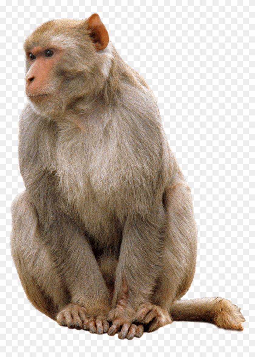 Animals - Monkeys - Monkey Png Clipart #560684