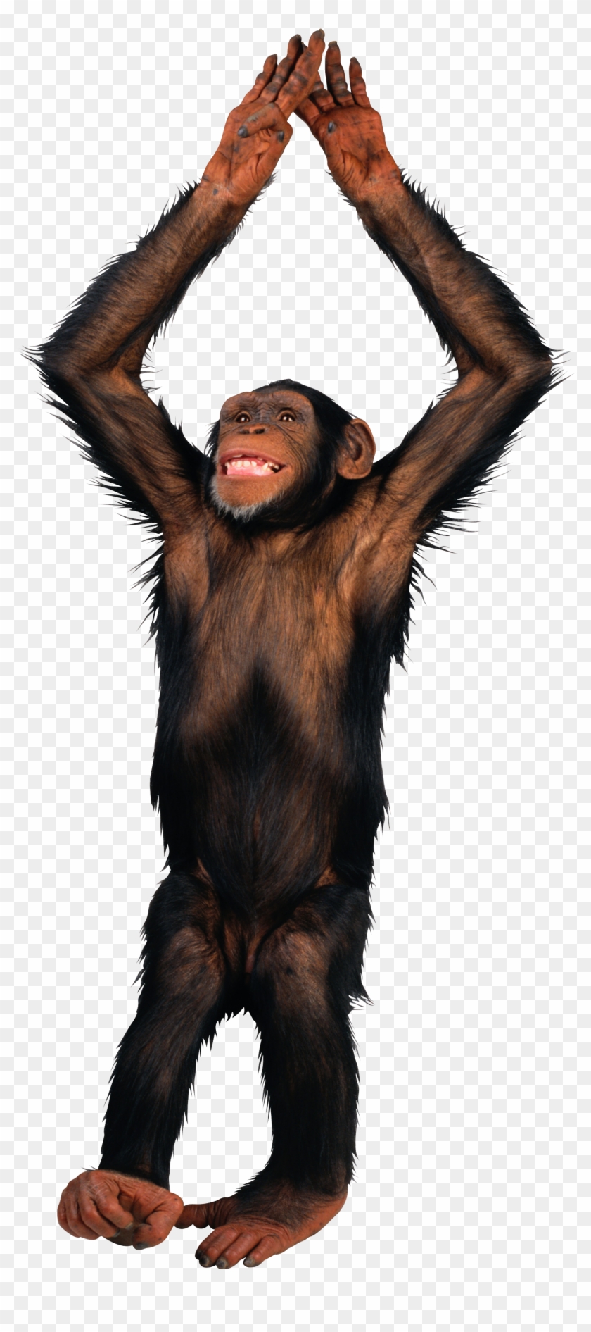 Monkey Png Transparent Background - - Monkey Png Clipart #560787