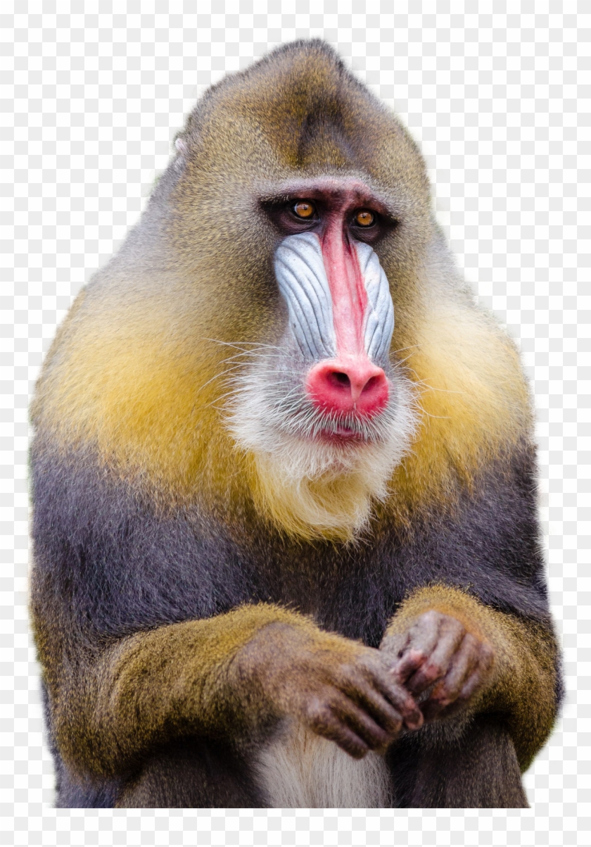 Download Mandrill Monkey Png Transparent Image - Monkey Png Clipart #561049