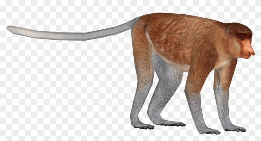 Proboscis Monkey Png Clipart