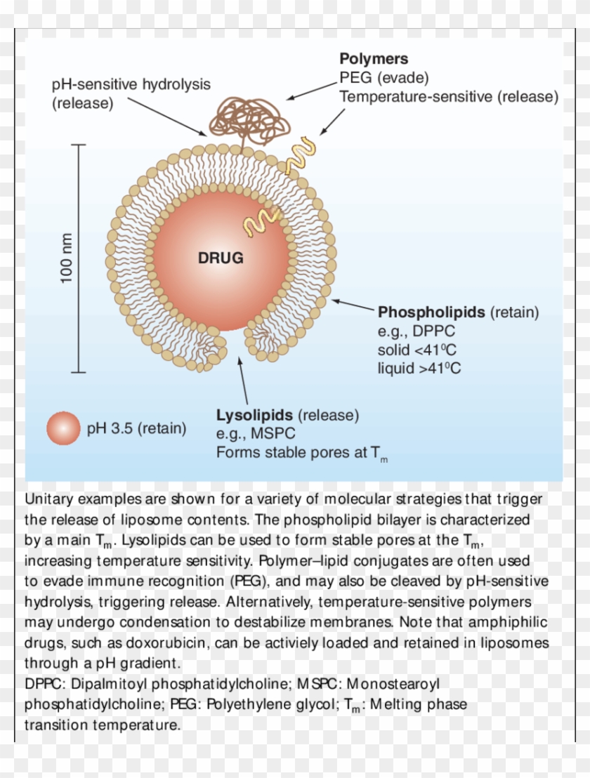 Schematic Of Triggered-release Liposome Structure - Circle Clipart #561431
