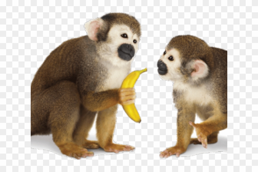 Squirrel Monkey Clipart (561841) PikPng