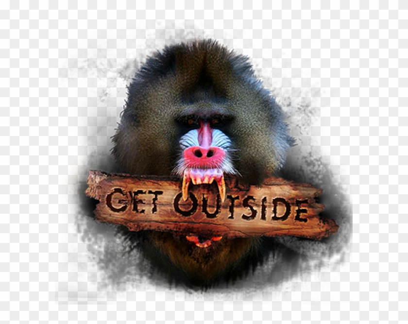 Monkey Png Anim - Mandrill Clipart #562764