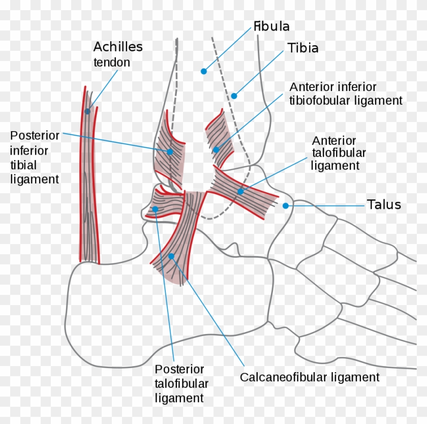 Although The Ankle Is Frequently Referred To As One - Ligaments Of Ankle Joint Clipart #563866