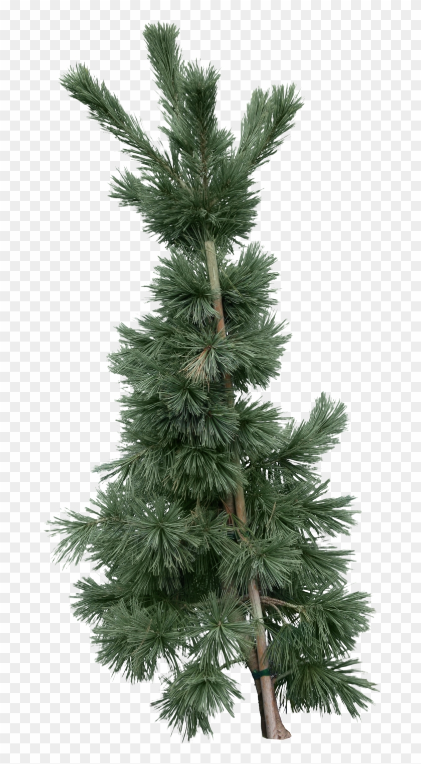 White Pine Clipart #564533