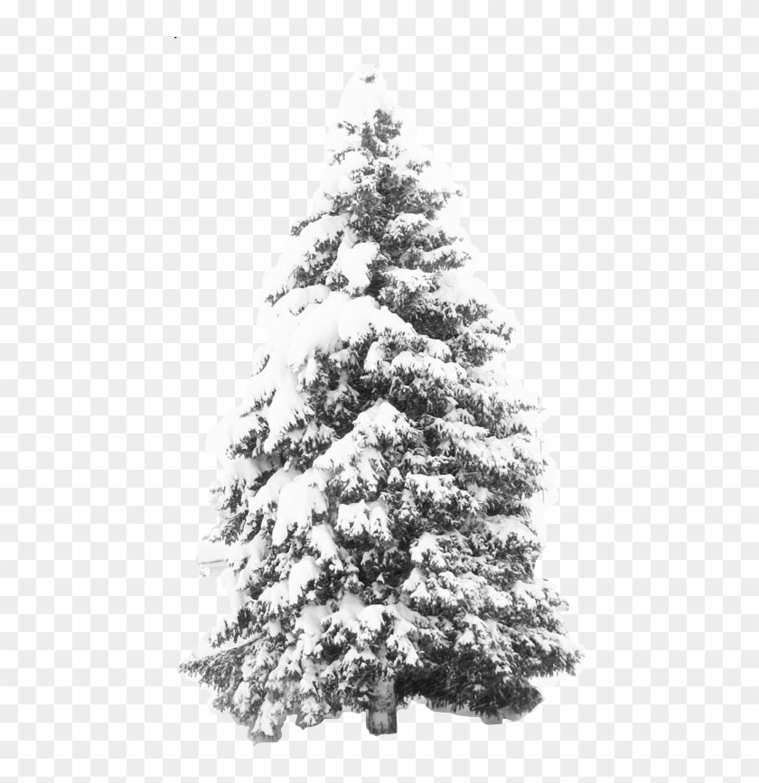 Http - //png - Imageextra - Com/snow Storm Pinetree - Winter Snow Tree Png Clipart