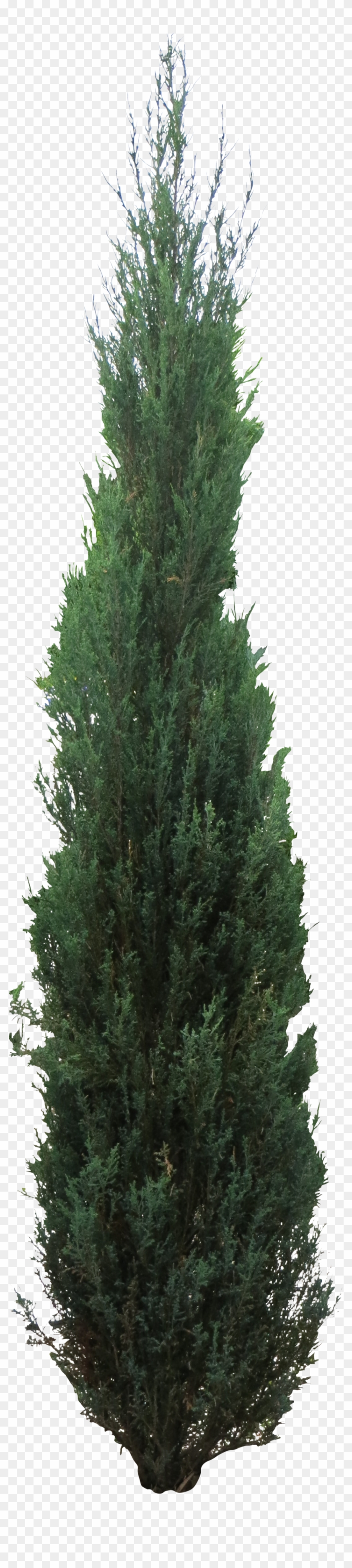 Pine Tree Clipart Juniper Tree - Png Juniper Tree Transparent Png #564789