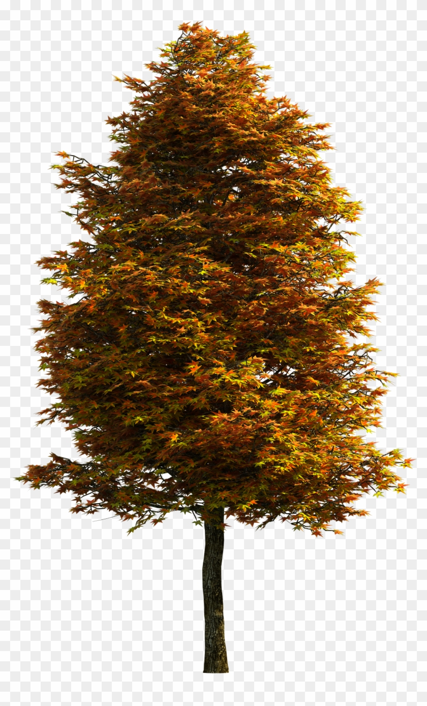 Tree Png Download Free Clipart - Tree Transparent Png #564811