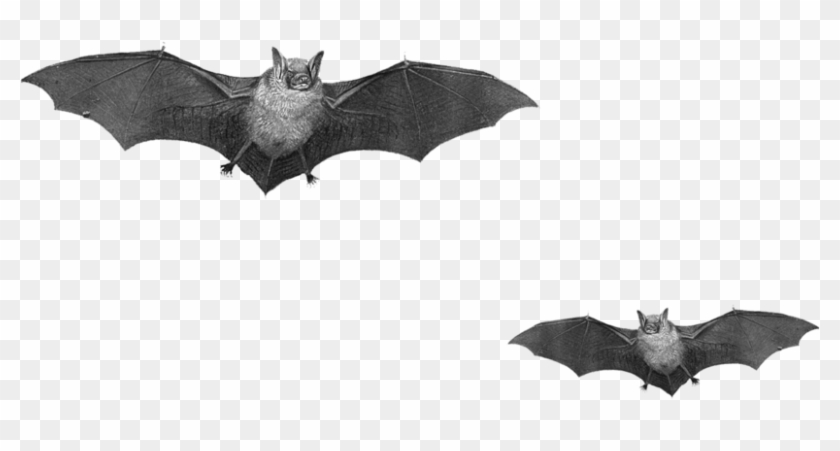 Real Bats Png Clipart
