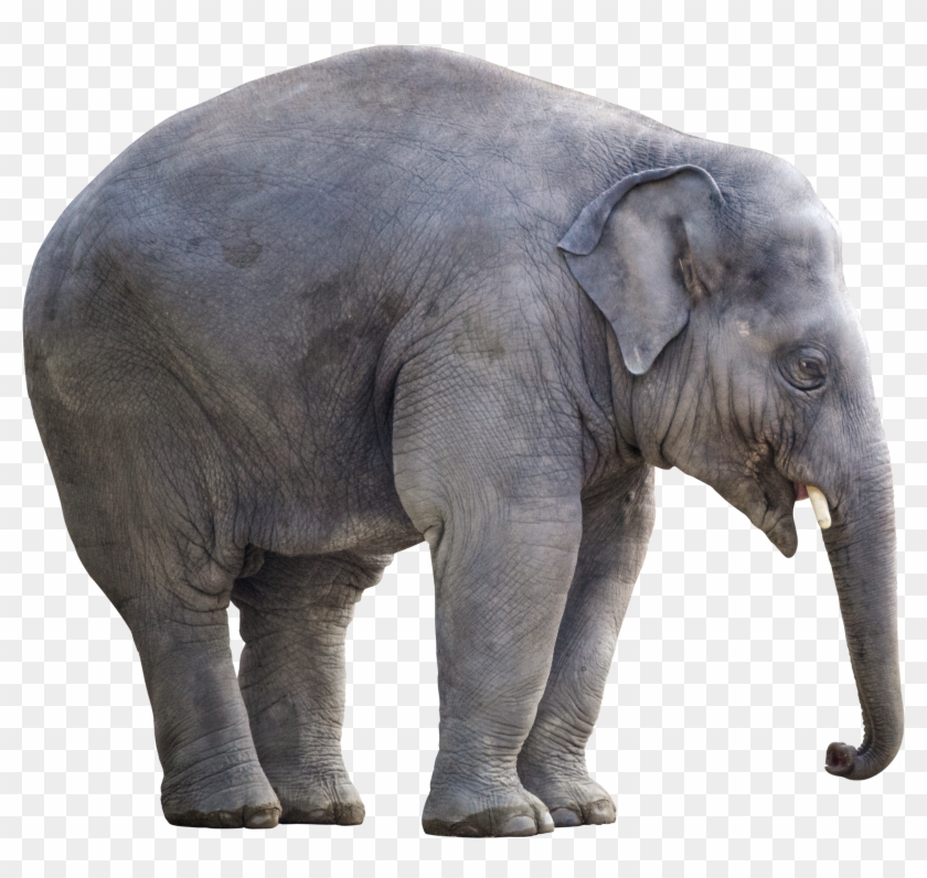Big Elephant - Big Elephant Png Clipart