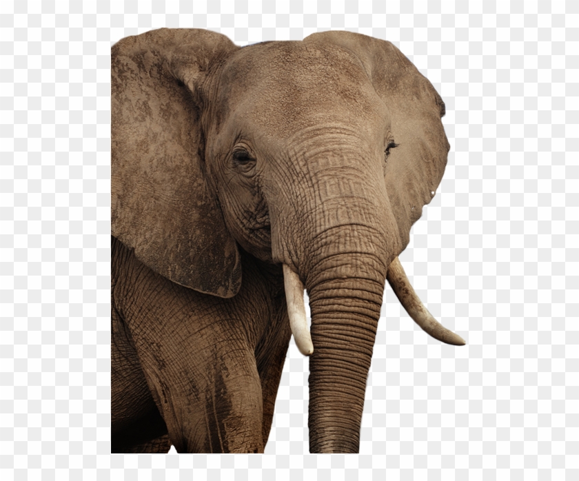 African Elephant Png - Elephant Clipart #567860