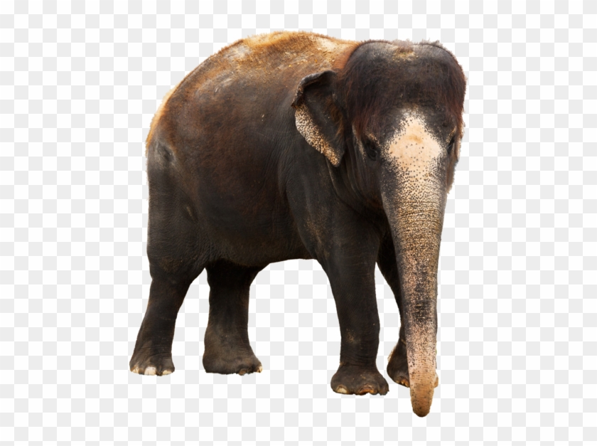Kerala Elephant Png Clipart