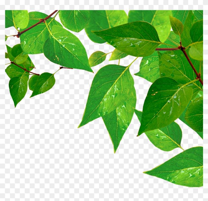 Leaf Drop Water Transprent - Green Leaves With Water Drops Clipart