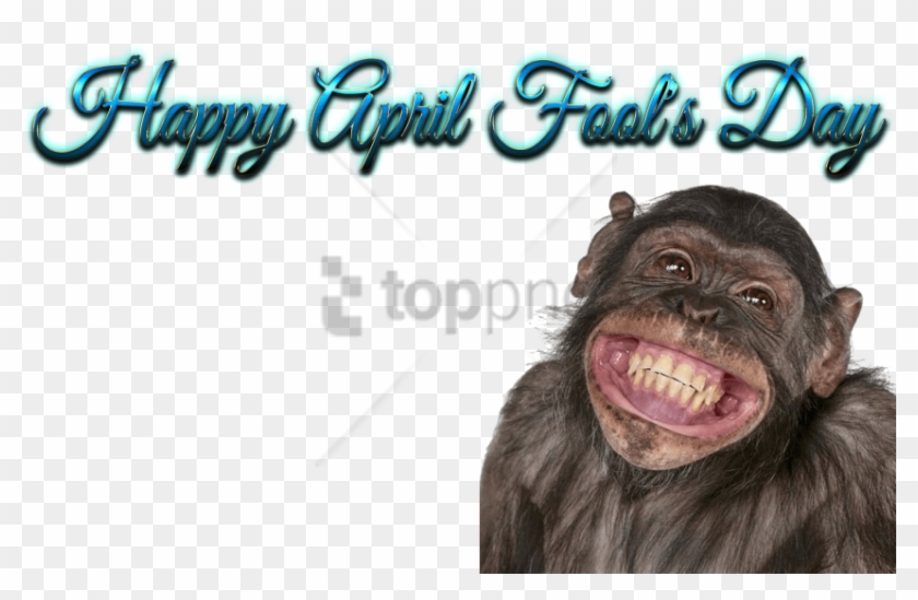 Free Png Happy Birthday Funny Smile Png Image With - Happy Birthday Monkey Funny Clipart #5602013