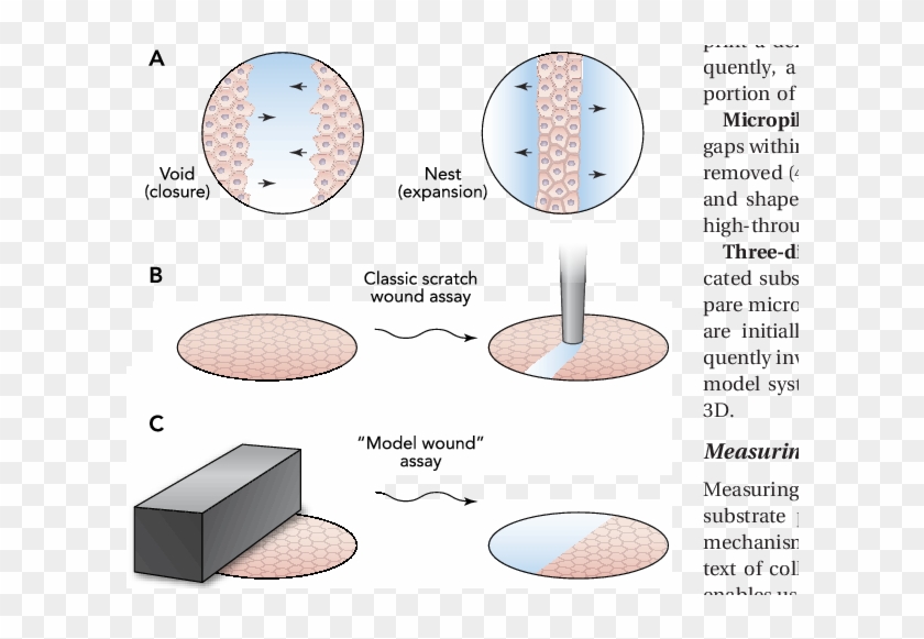 Schematic Depicting Different Assays To Study Collective - Collective Cell Migration Assay Clipart