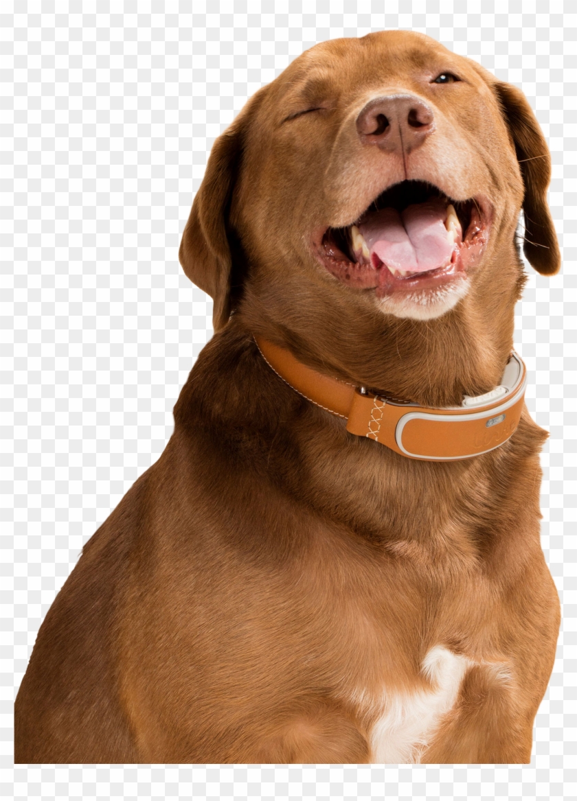 Happy April Fool's Day - Cats And Dogs Collar Clipart