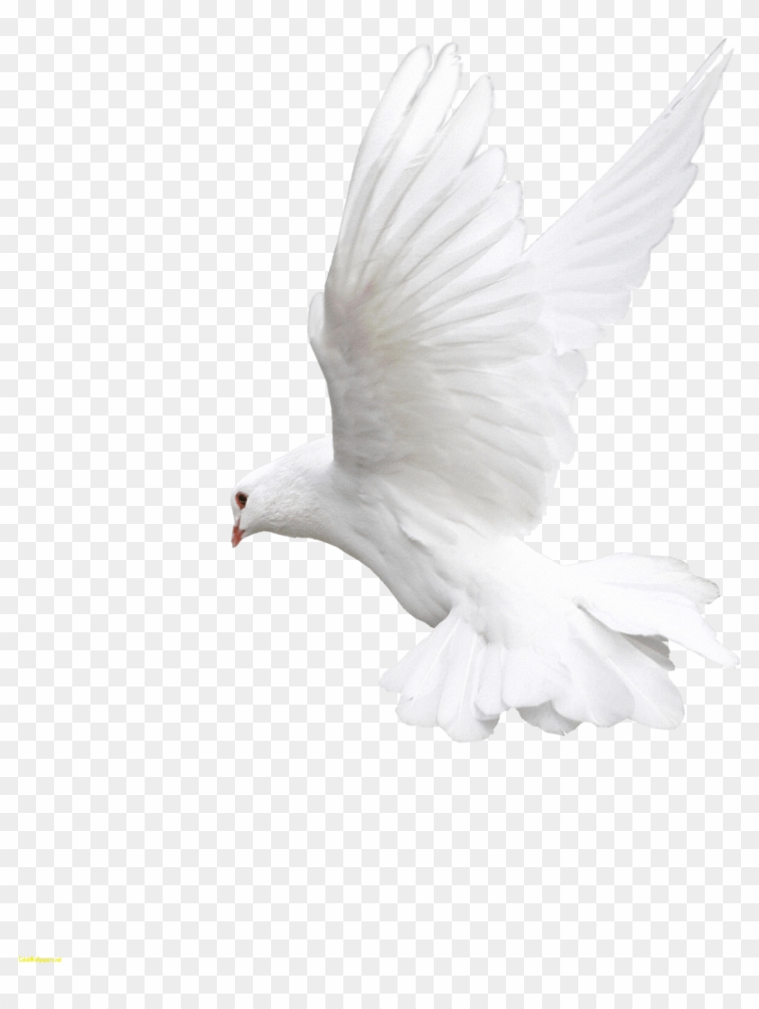 Images Best Of Celebswallpaper Download Free Png Ⓒ - Transparent Background White Dove Png Clipart #5609378