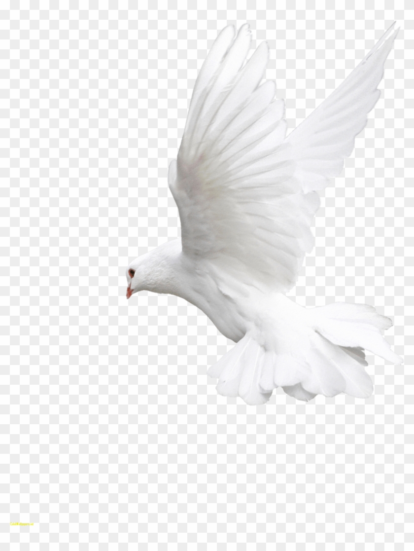 Images Best Of Celebswallpaper Download Free Png Ⓒ - Transparent Background White Dove Png Clipart