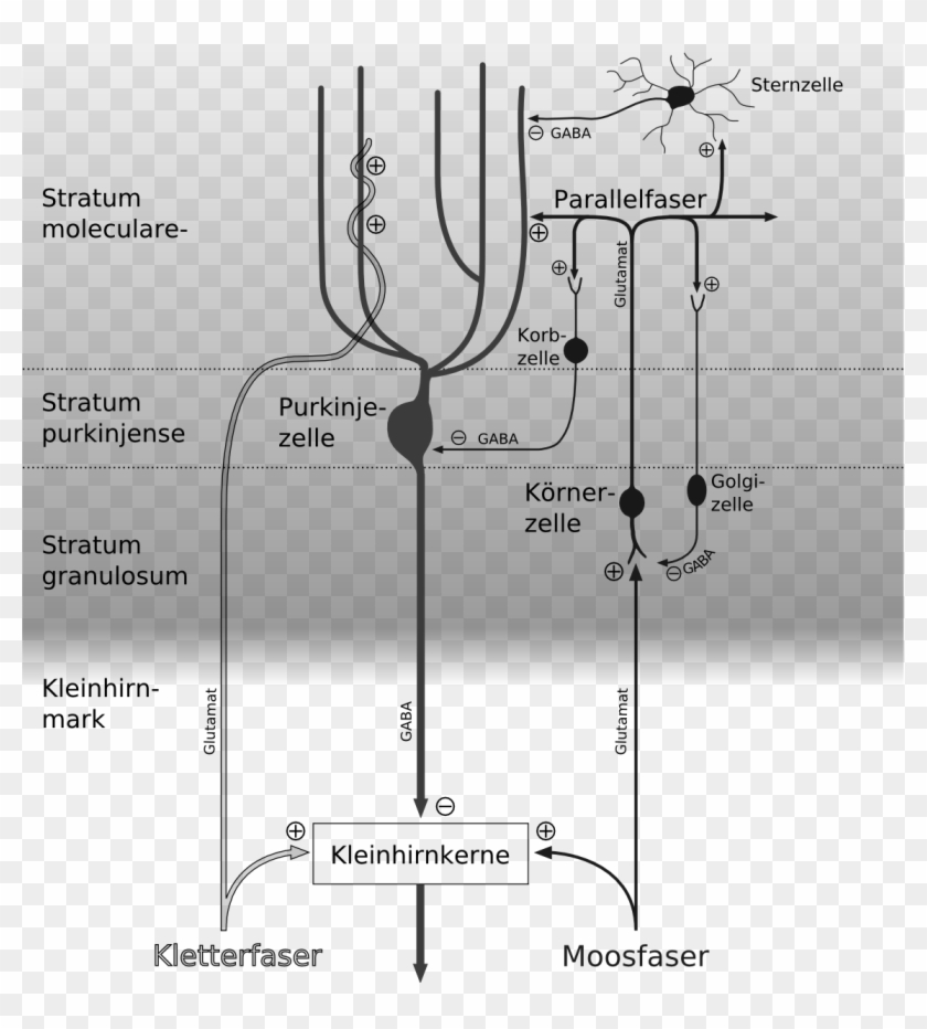 Cerebellar Circuit Grayscale German - Cerebellar Circuitry Clipart #5612059