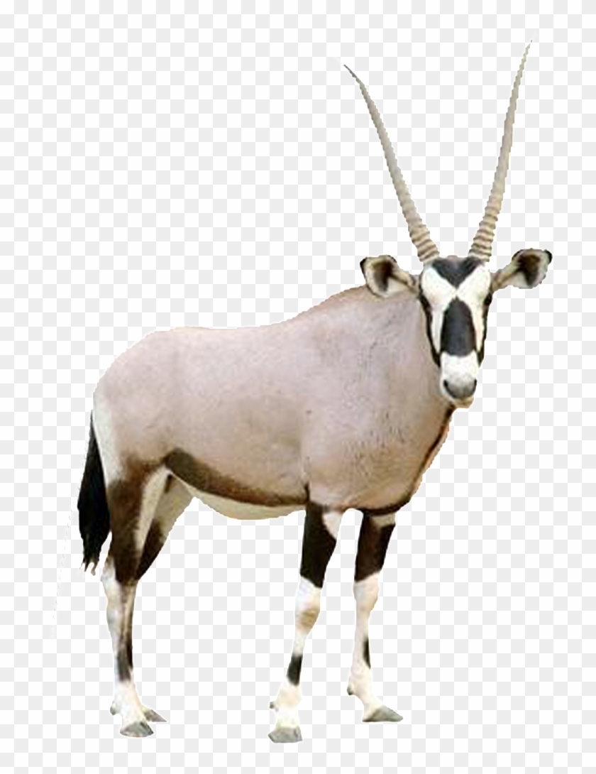 Hd Beautiful Tibetan Antelope Static Png - Arabian Oryx Transparent Background Clipart #5615017