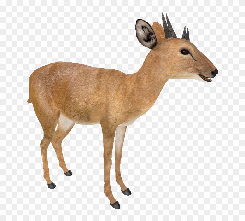Four Horned Antelope , Png Download - Four Horned Antelope Clipart #5615083