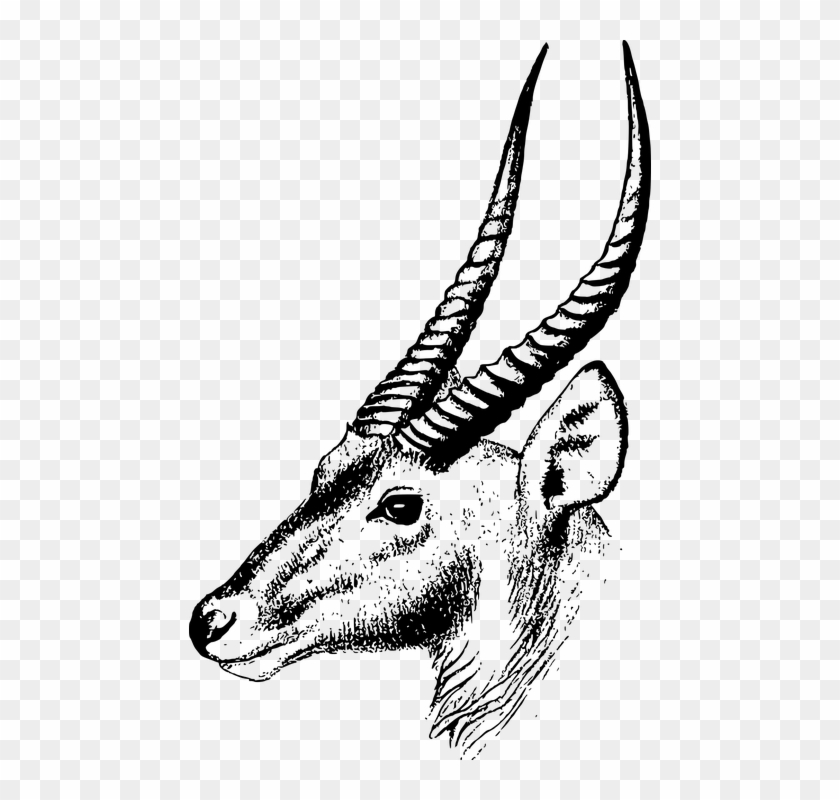 Africa Antelope Head Horn - Waterbuck Drawing Clipart #5615111
