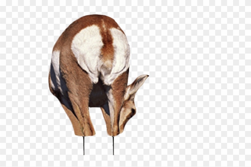 Antelope Clipart