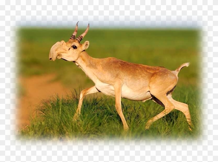 Saiga Antelope Overview - Saiga Antelope Clipart #5615655