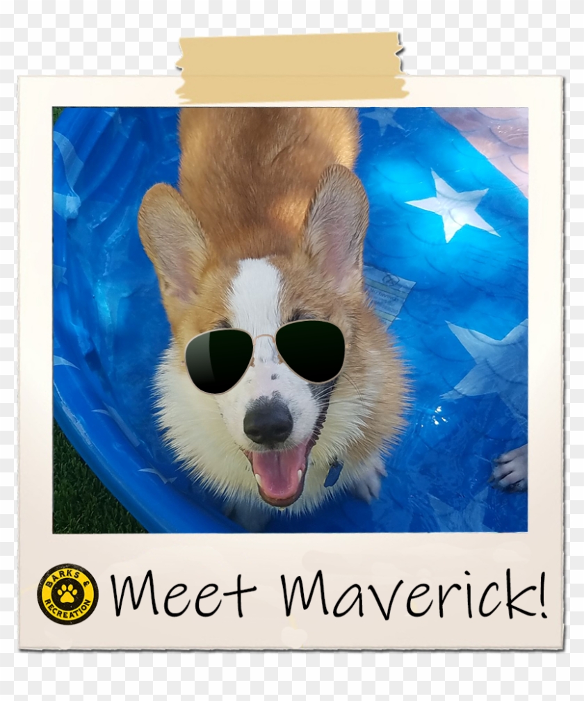 What Breed Is Maverick Did You Learn About The Breed - Fang Clipart #5615719