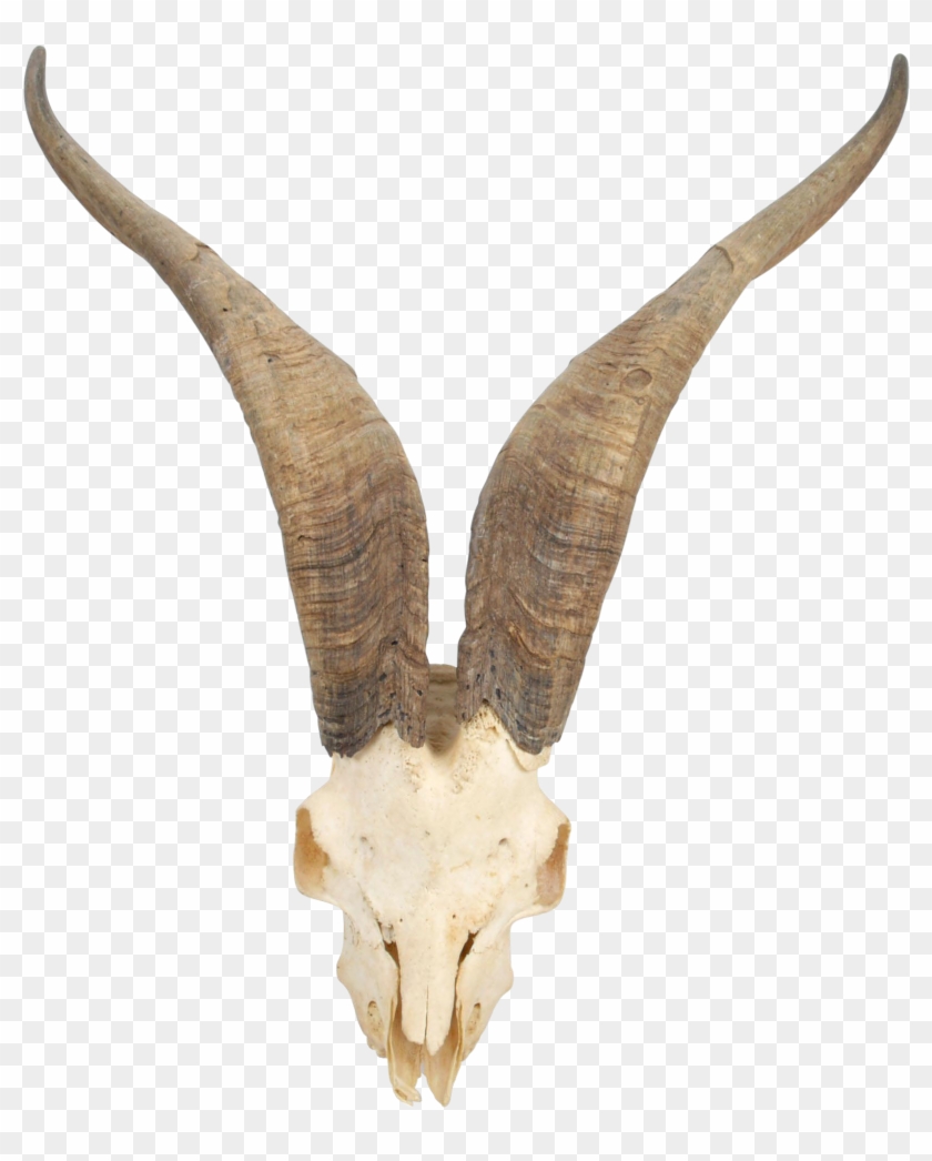Goat Png For Free Download On - Mountain Goat Skull Clipart #5616156