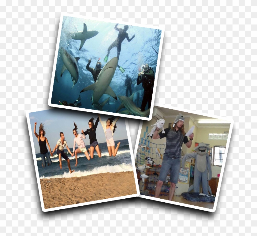 Shark Volunteer Program - Visual Arts Clipart