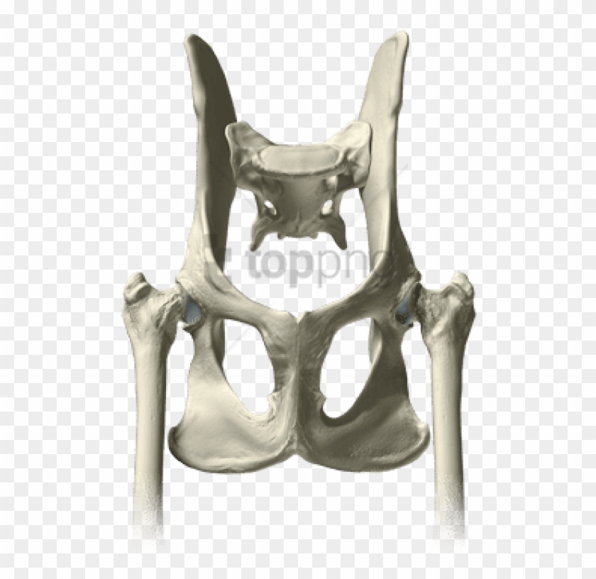 Download Pelvis Bones Png Images Background - Chair Clipart