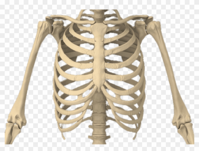 Bones Of The Body - Rib Cage Transparent Background Clipart #5617993