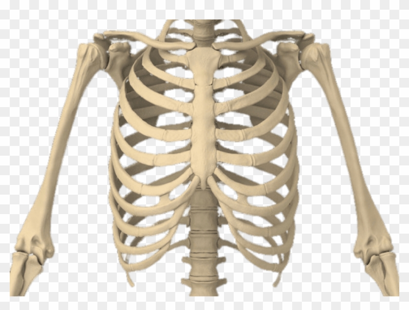 Bones Of The Body - Rib Cage Transparent Background Clipart