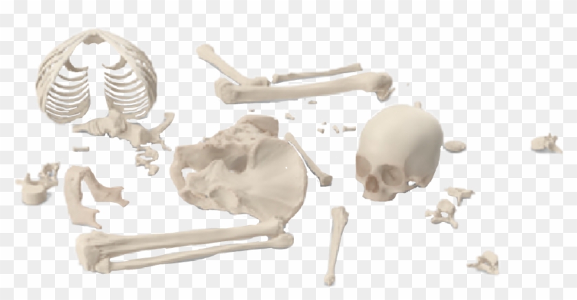 #skeleton #bones #brokenskeleton #graphicdesign #png - Anthropologist Clipart #5618084