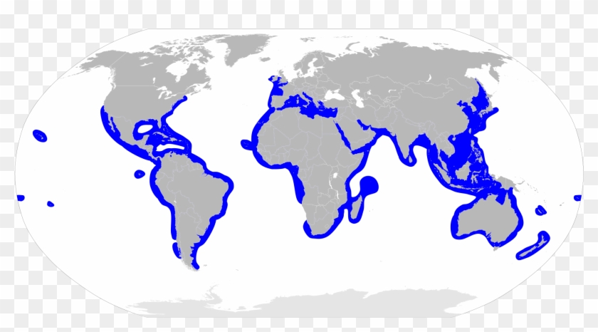 Sphyrnidae Distribution Map - Do Hammerhead Sharks Live Clipart
