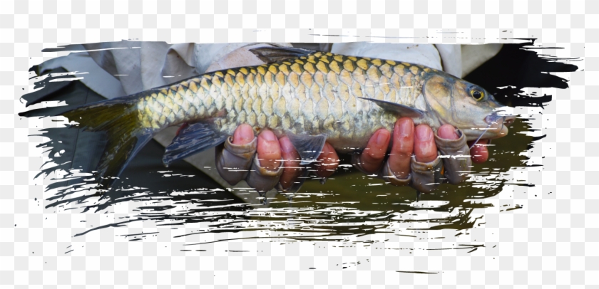 Fly Fishing - Carp Clipart