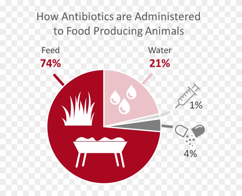 Appropriateness Of Antibiotic Use In Food Producing - Antibiotics In Animal Feed Clipart #5622287