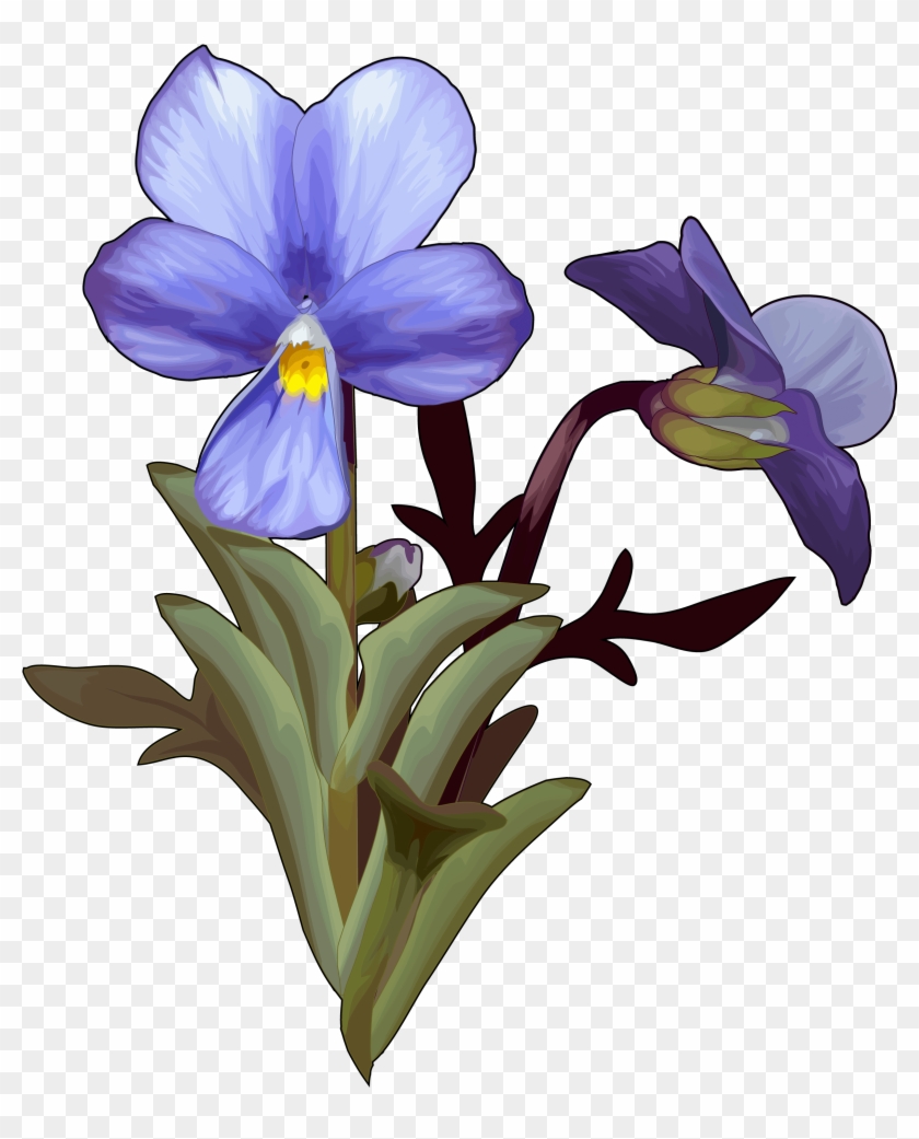 Violeta Del Teide Clipart #5622893