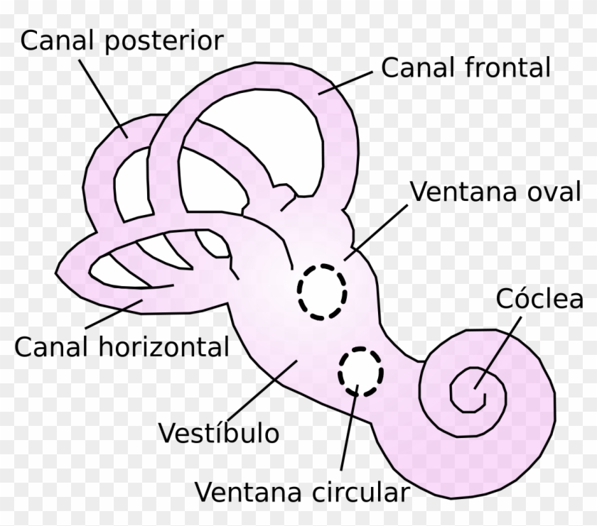 Labirintul Osos Si Membranos Clipart
