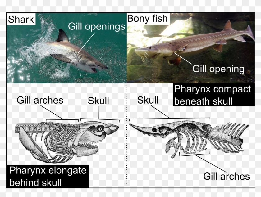 Differences In Position Of The Pharynx Between A Shark - Lunge Clipart