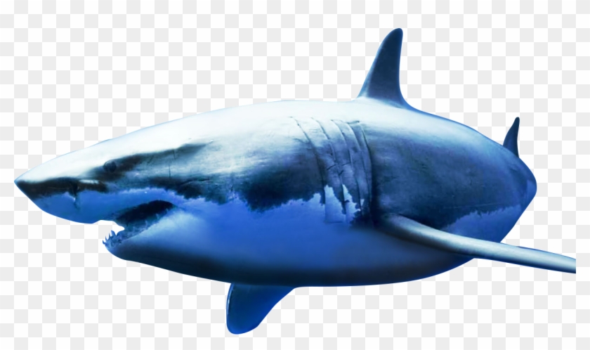 Stop The Sharks - Disney Oceans Clipart #5629251