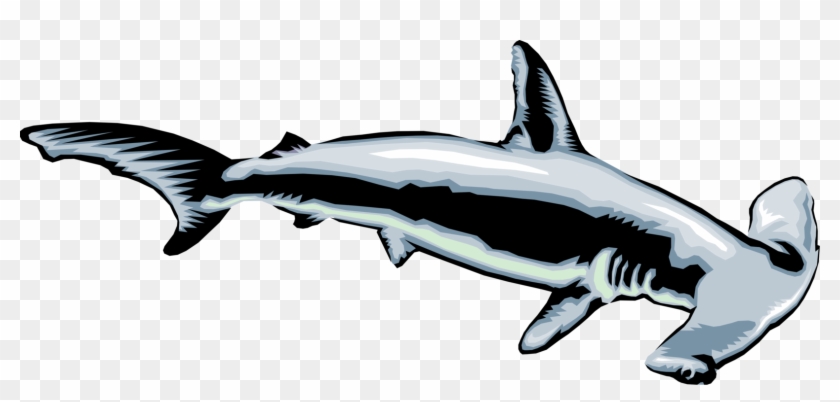 Clip Transparent Download Hammerhead Image Illustration - Clip Art Hammer Head Shark - Png Download