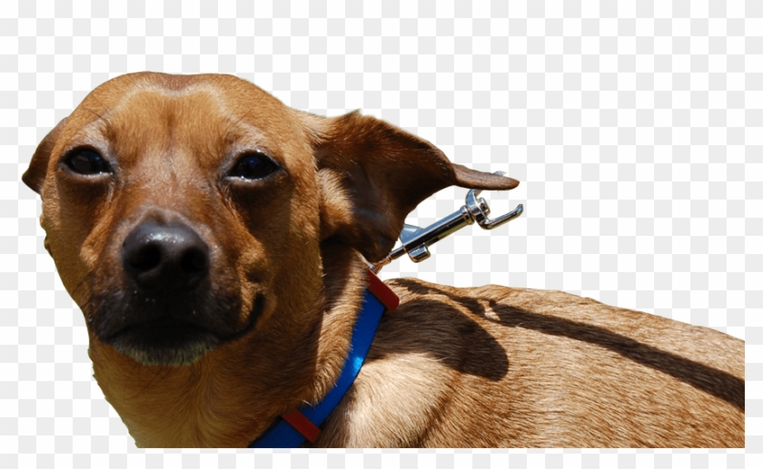 5 Star Rating 1 Review - Companion Dog Clipart