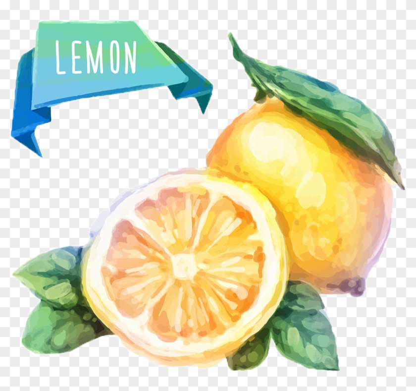 Watercolor Painting Fruit Drawing Illustration - 水彩 檸檬 Clipart #5634030