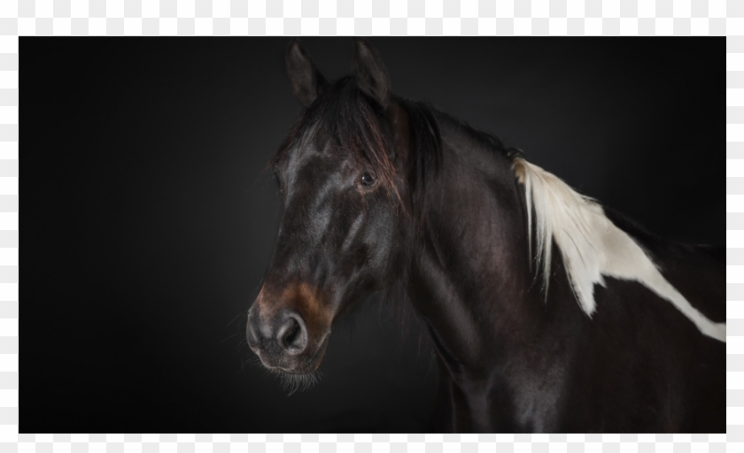 Black Horse Wallpaper - Horse Clipart #5637513