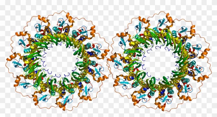 Protein Rad52 Pdb 1h2i - Rad52 Protein Clipart #5637535