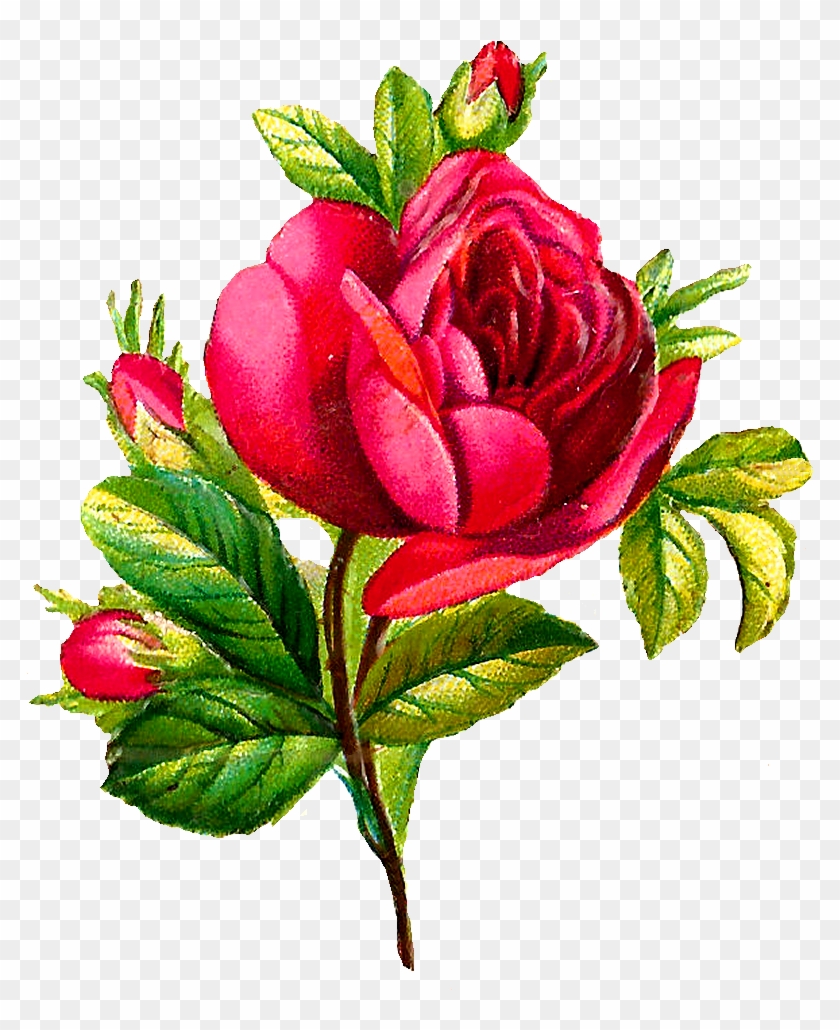 Digital Red Rose Downloads - Digital Flower Png Rose Clipart
