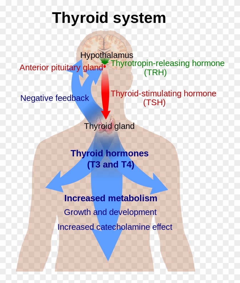800px-thyroid System - Svg - Thyroid System Clipart