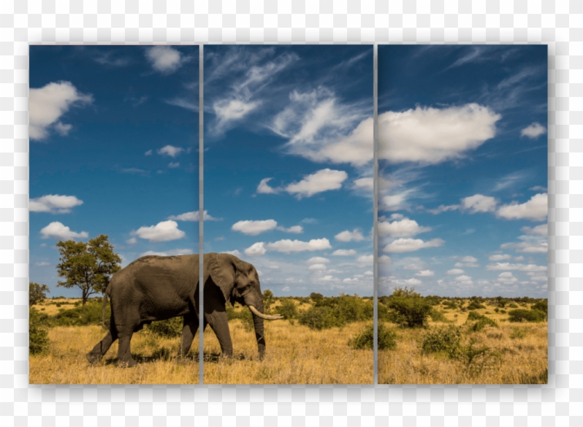 Triptych Elephant Sky - Indian Elephant Clipart
